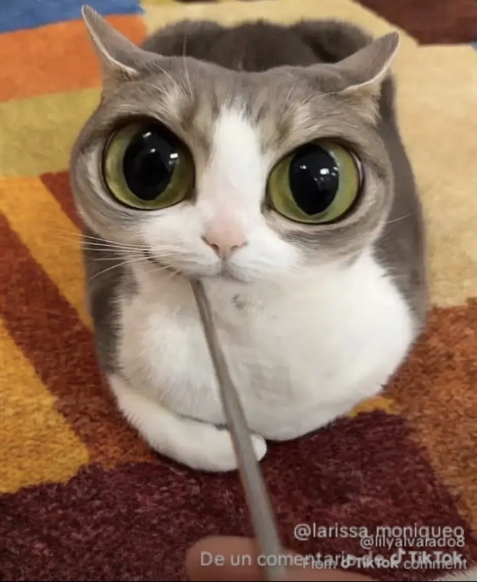 Castes Ymir tweet media