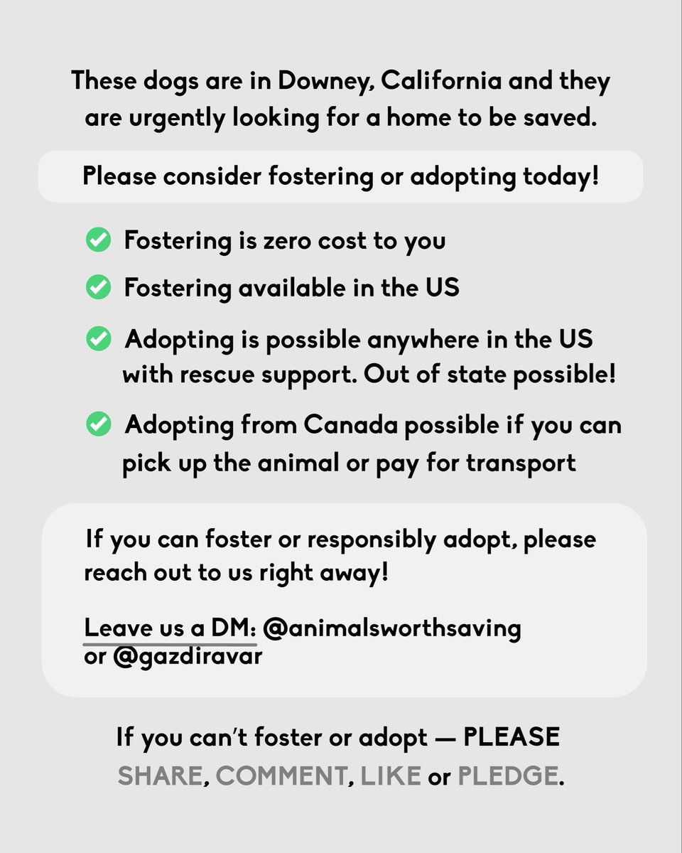 These dogs are in desperate need of fosters or adopters and rescues to save them! Please help us spread the word! 

💛Aiden💛Regina💛Flyte💛Pebbles💛Rocko💛Nova💛Chico💛Sarge💛Wolfie💛Luna💛Bentley💛David💛Malcom💛Bella

📍Downey, California 
MORE INFO: instagram.com/p/DWuvLWLDa-u/…