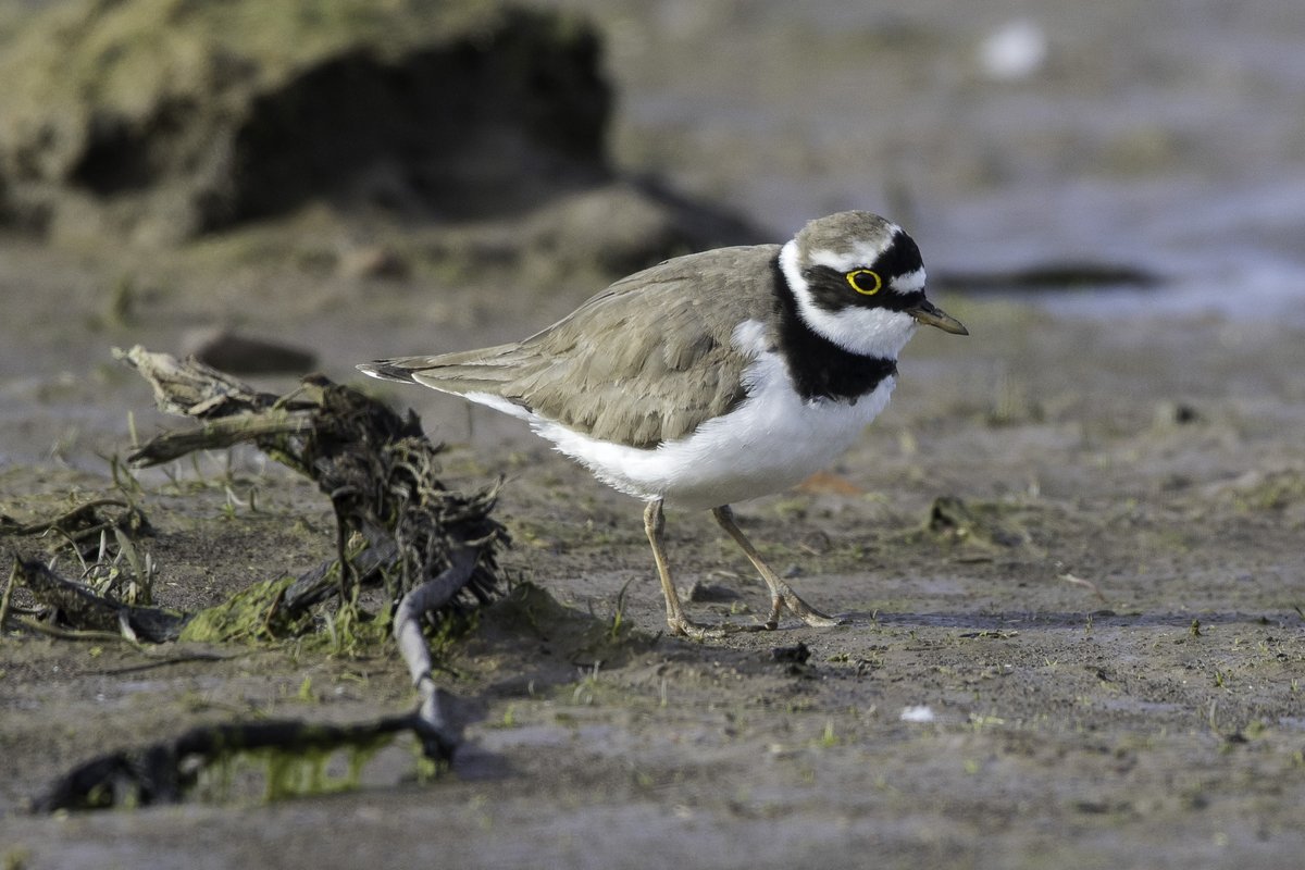 IanB 🇺🇦 tweet media