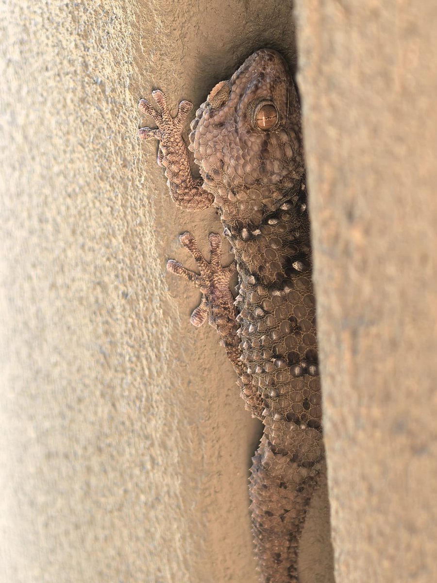 it's by deesign tweet media