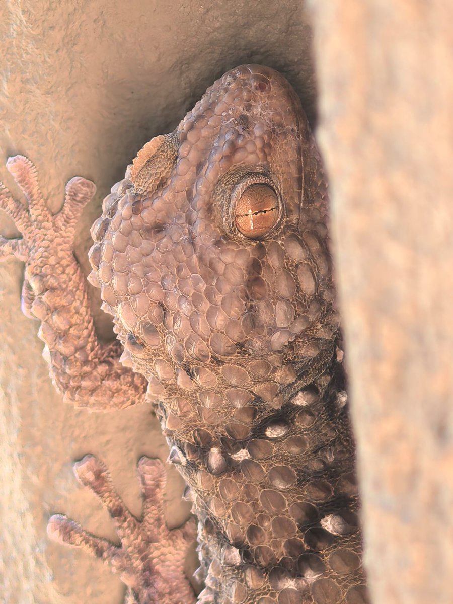 it's by deesign tweet media