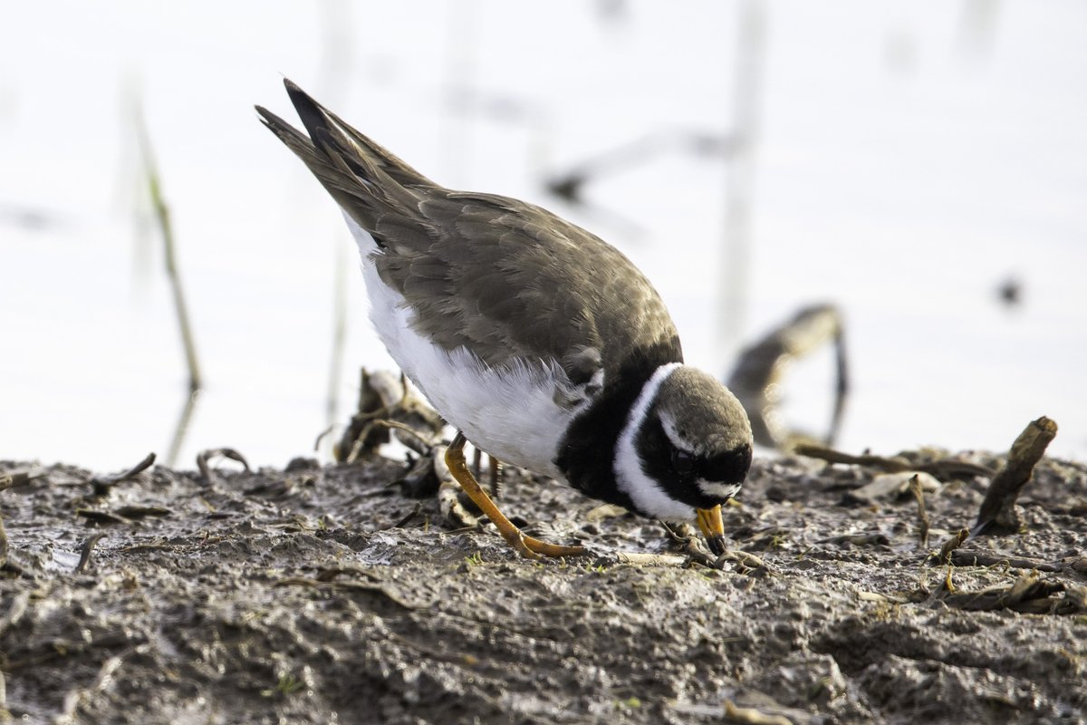 IanB 🇺🇦 tweet media