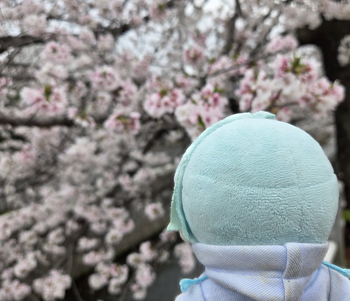 ひなた☁️🐈deのんびり tweet media