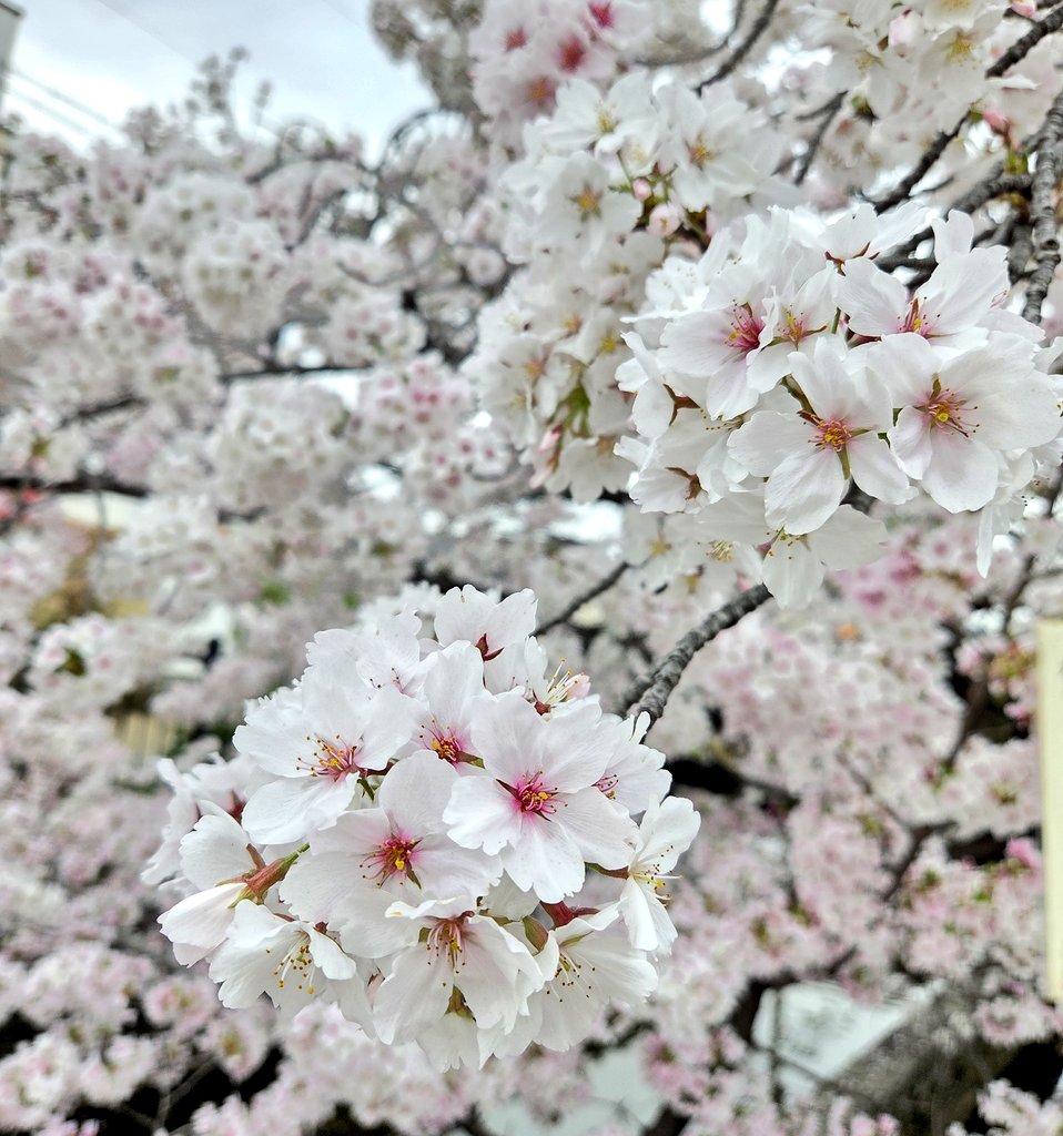 ひなた☁️🐈deのんびり tweet media