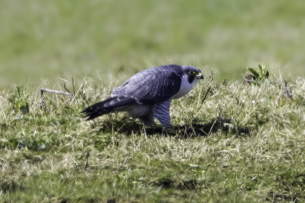 IanB 🇺🇦 tweet media