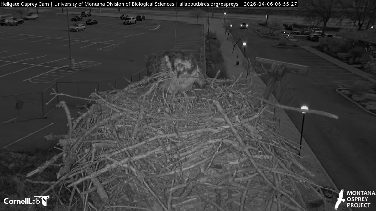 Hellgate Osprey tweet media
