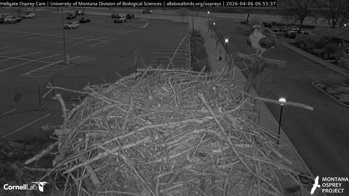 Hellgate Osprey tweet media