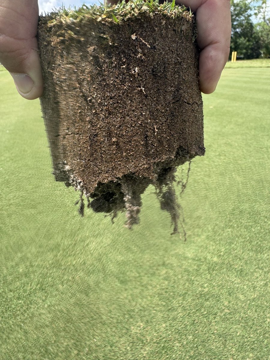 lovingturf's tweet image. The roots on this nursery green blow my mind. Grown in throughout the winter and came out looking like this! @AndysTurf I think we have something figure out sir. Love the partnership and support from @SimplotCompany #makingmoves #tiffeagle #performancepack #roots #turflife