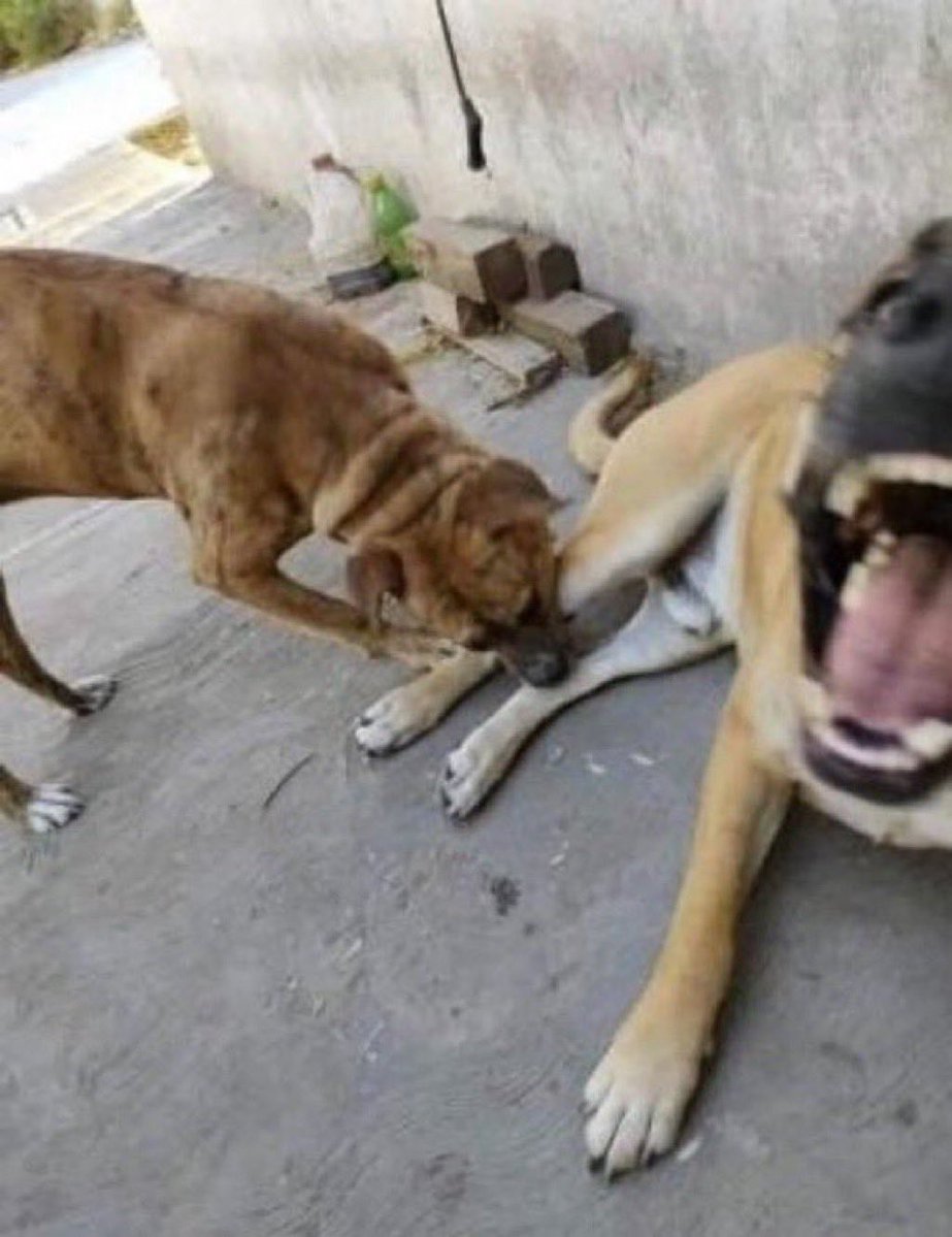 Combiteus tweet media