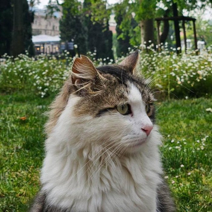 Yuسuf İsلam tweet media