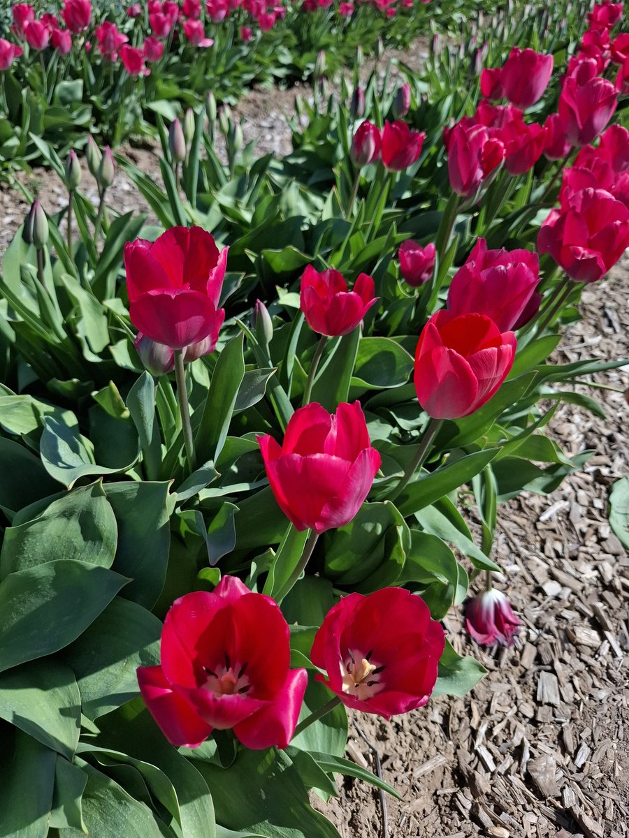sveiger_v's tweet photo. TulipGarden Balaton 🤗🐰🌷 https://t.co/j10Rsv9uxN