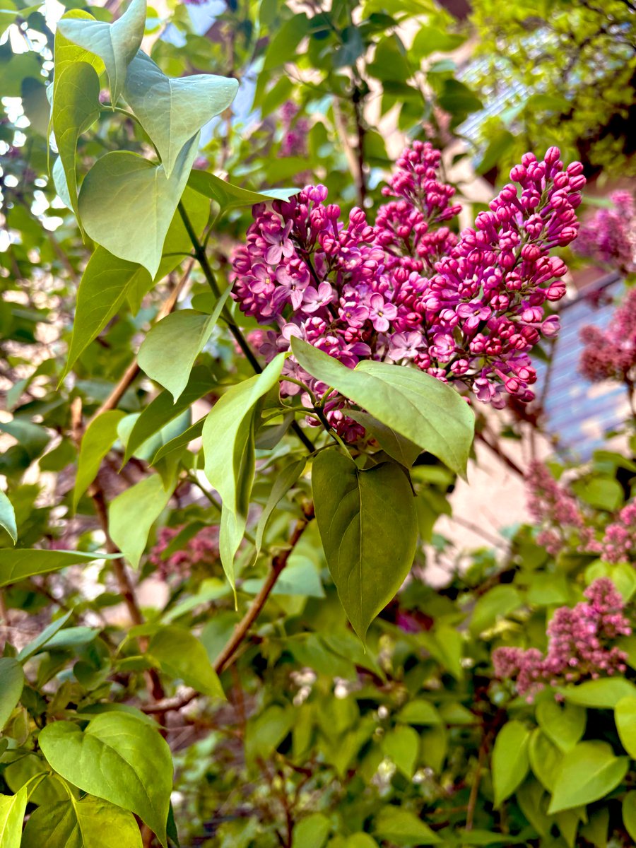 Данијела Нишавић - Плодна земља tweet media