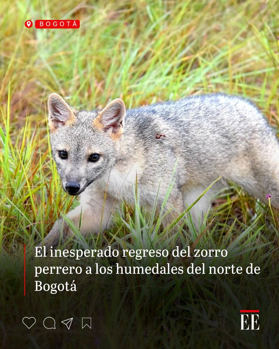 El Espectador tweet media