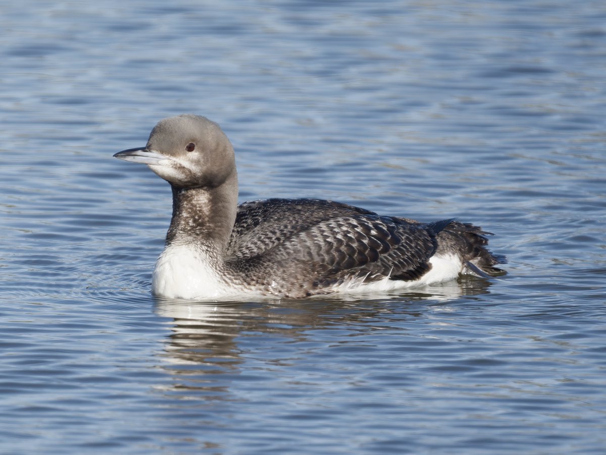 Ian Howard tweet media