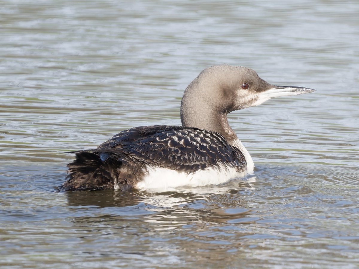 Ian Howard tweet media