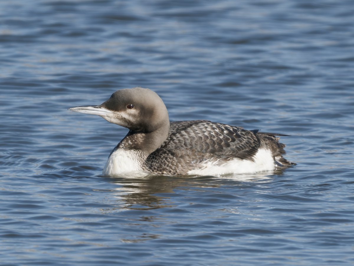 Ian Howard tweet media