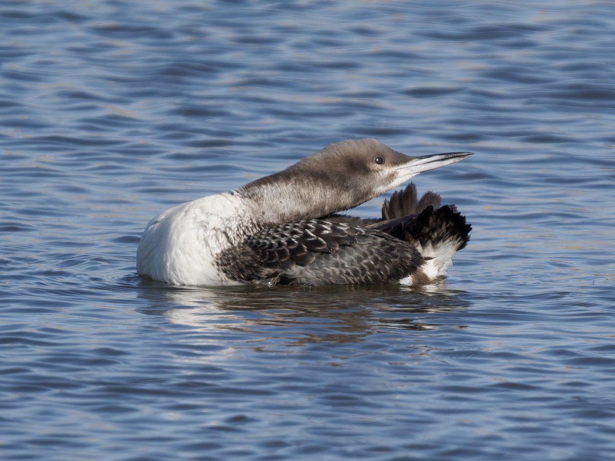 Ian Howard tweet media