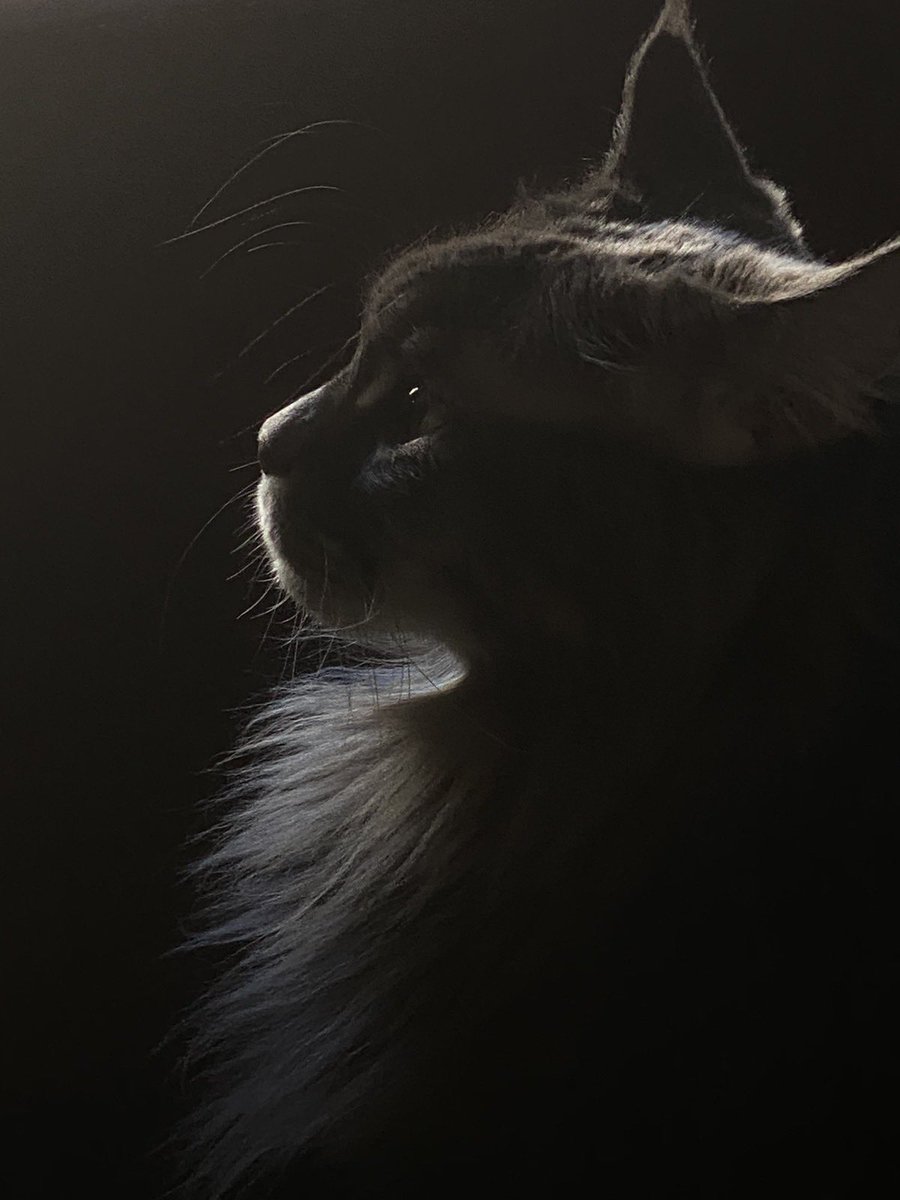 Maxim Elfimov tweet media