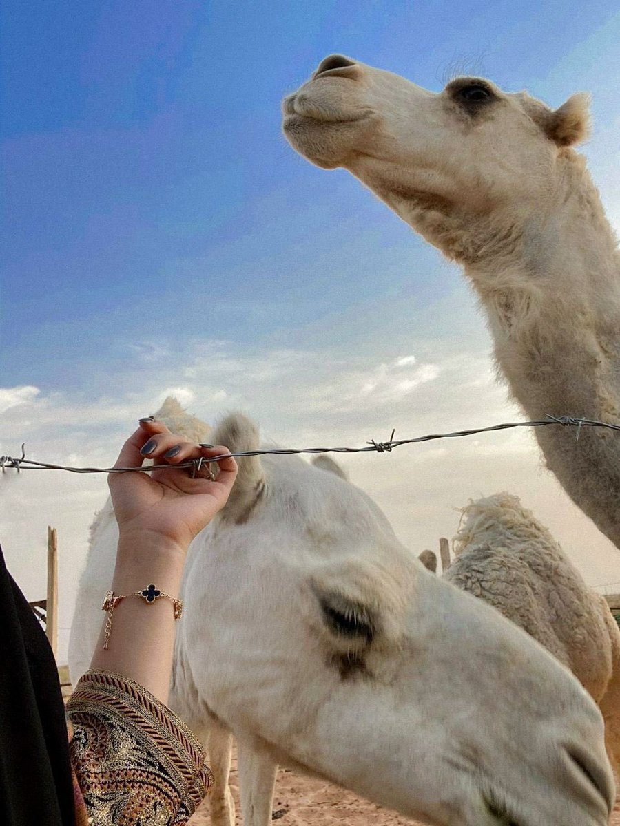 مهيــاف tweet media