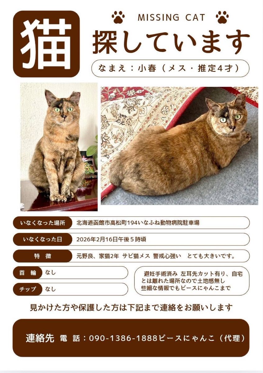 ピースにゃんこ函館＠うめこBB tweet media