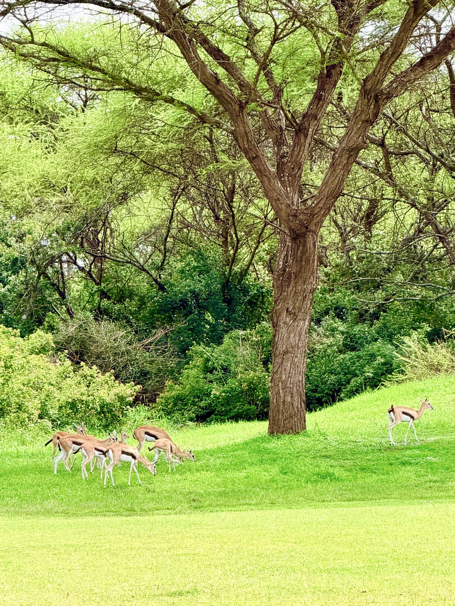 Milton Ocen, MSc, MCIArb. tweet media
