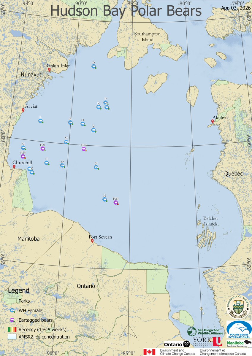 AEDerocher's tweet photo. Western Hudson Bay polar bears are getting back to the NE of Churchill area. This is a consistent hot spot for the bears in spring. The combination of ringed seals in stable ice &amp; bearded seals / harbour seals in the more active nearshore ice make this a prime hunting area. https://t.co/dCna0JMxiS