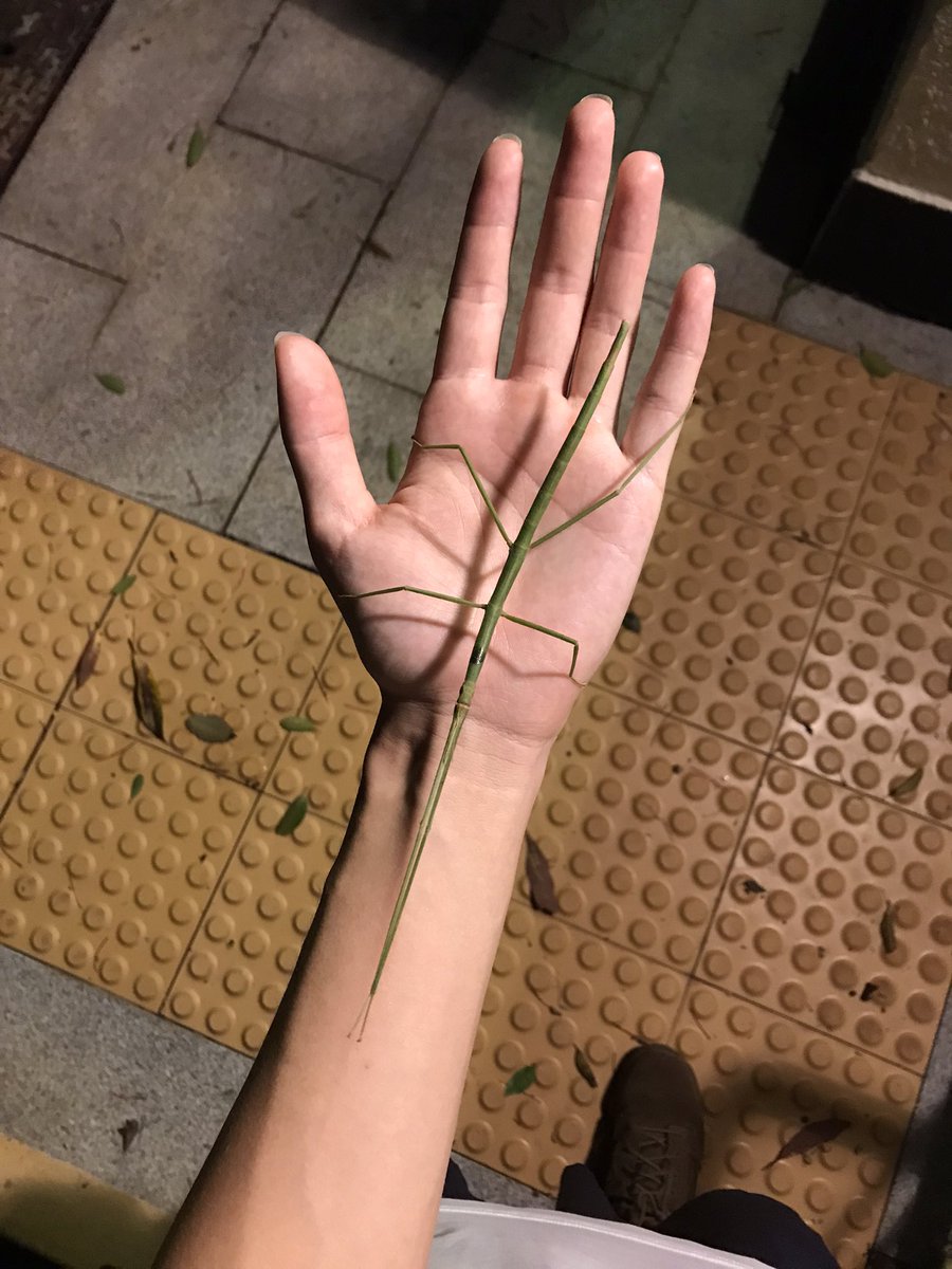 Tanto bedbug ♡ tweet media