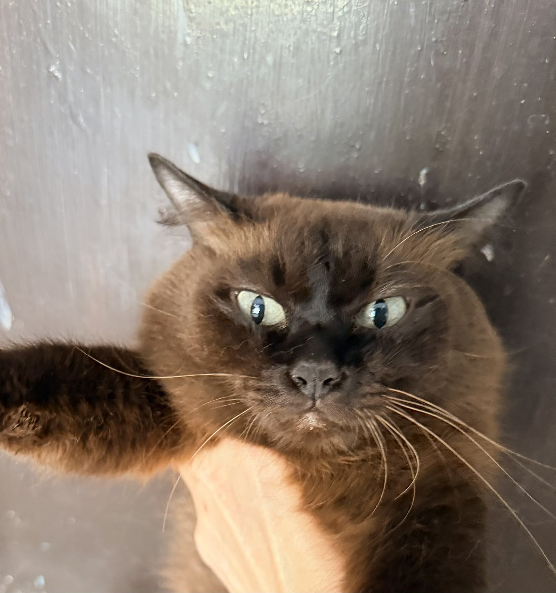 Nemui - 眠い tweet media