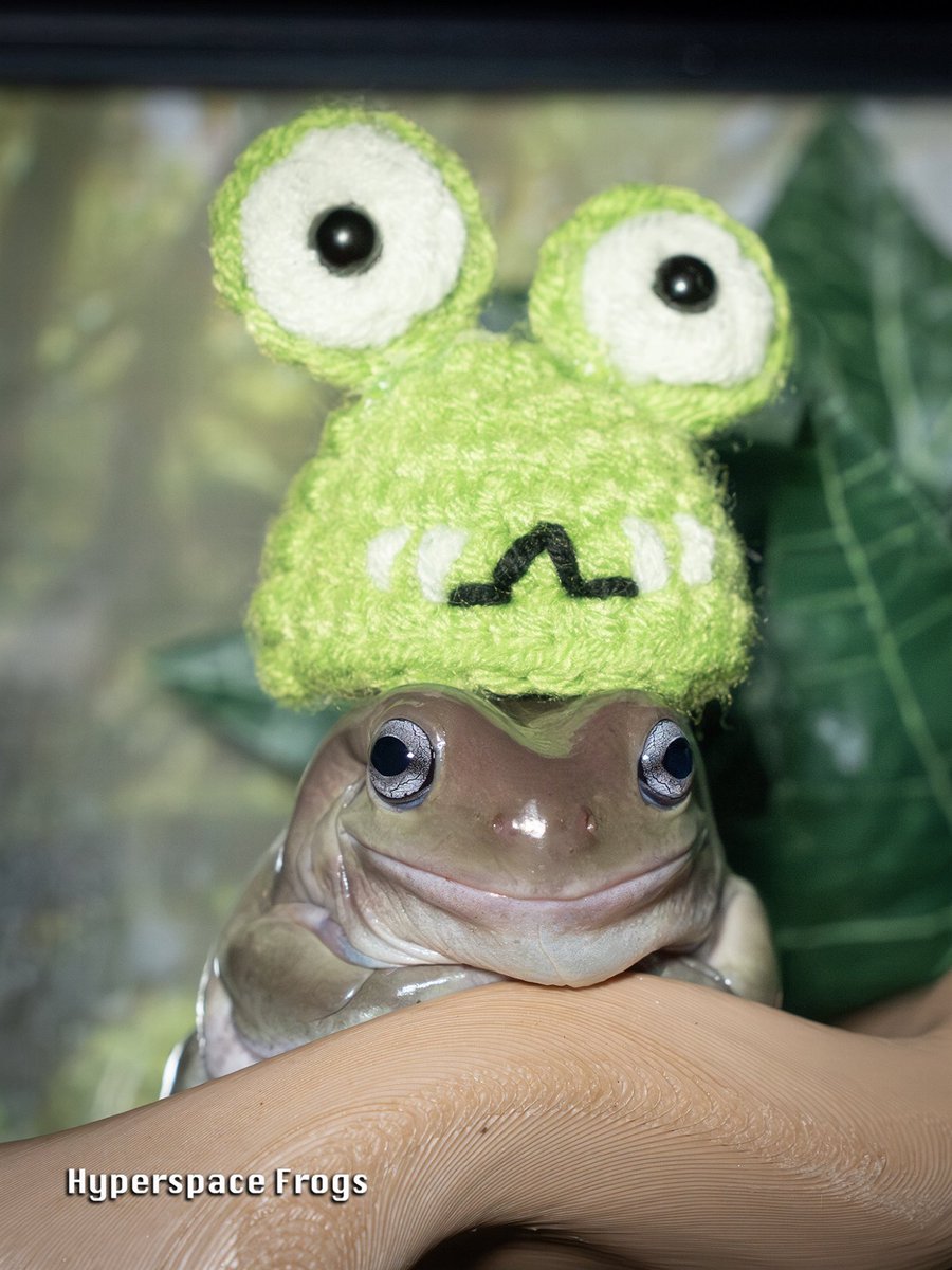 Hyperspace Frogs 🐸🚀 tweet media