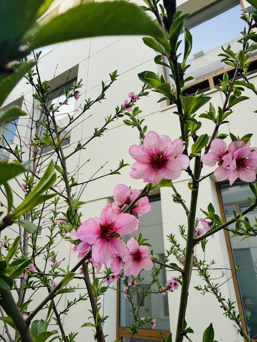 RASS 🪴 tweet media