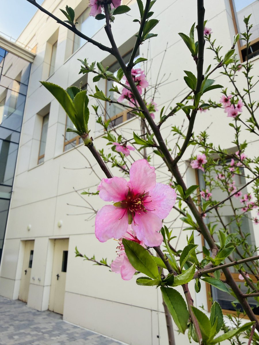 RASS 🪴 tweet media