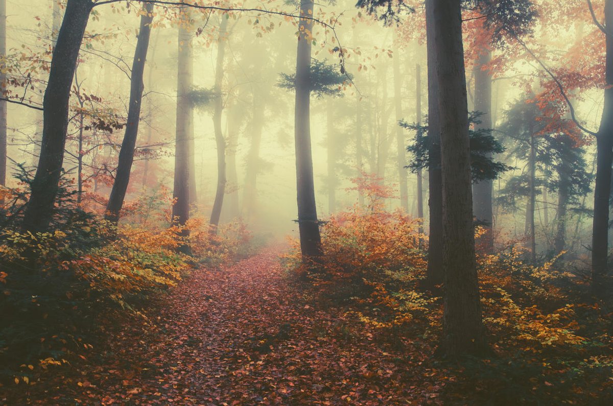 DeviantArt tweet media