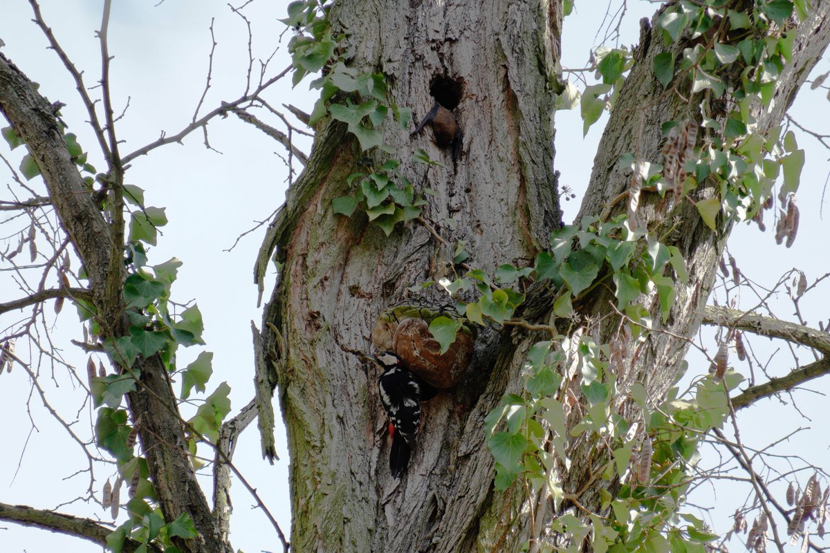 αѕʝα! ദ്ദി₍𝄐⩌𝄐₎ ꨄ tweet media