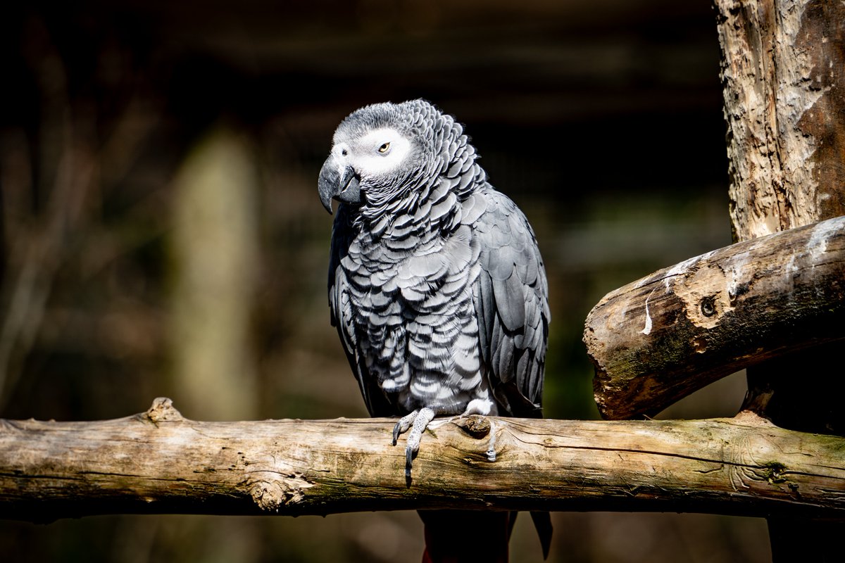 Küstenjunge tweet media