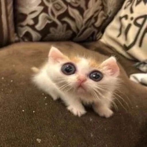 isn't this jungwon in that one fan meet where the staff and engene were speaking and he was just there like:
