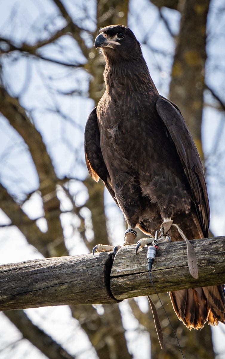 Küstenjunge tweet media