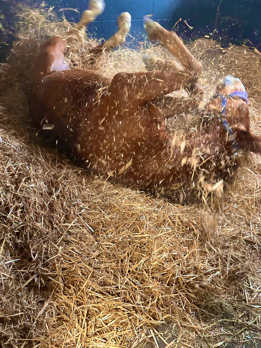 Pamela Perl tweet media