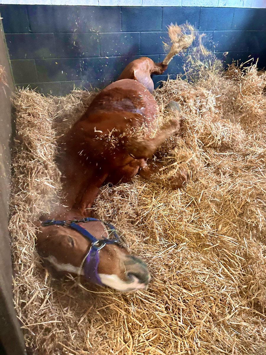 Pamela Perl tweet media