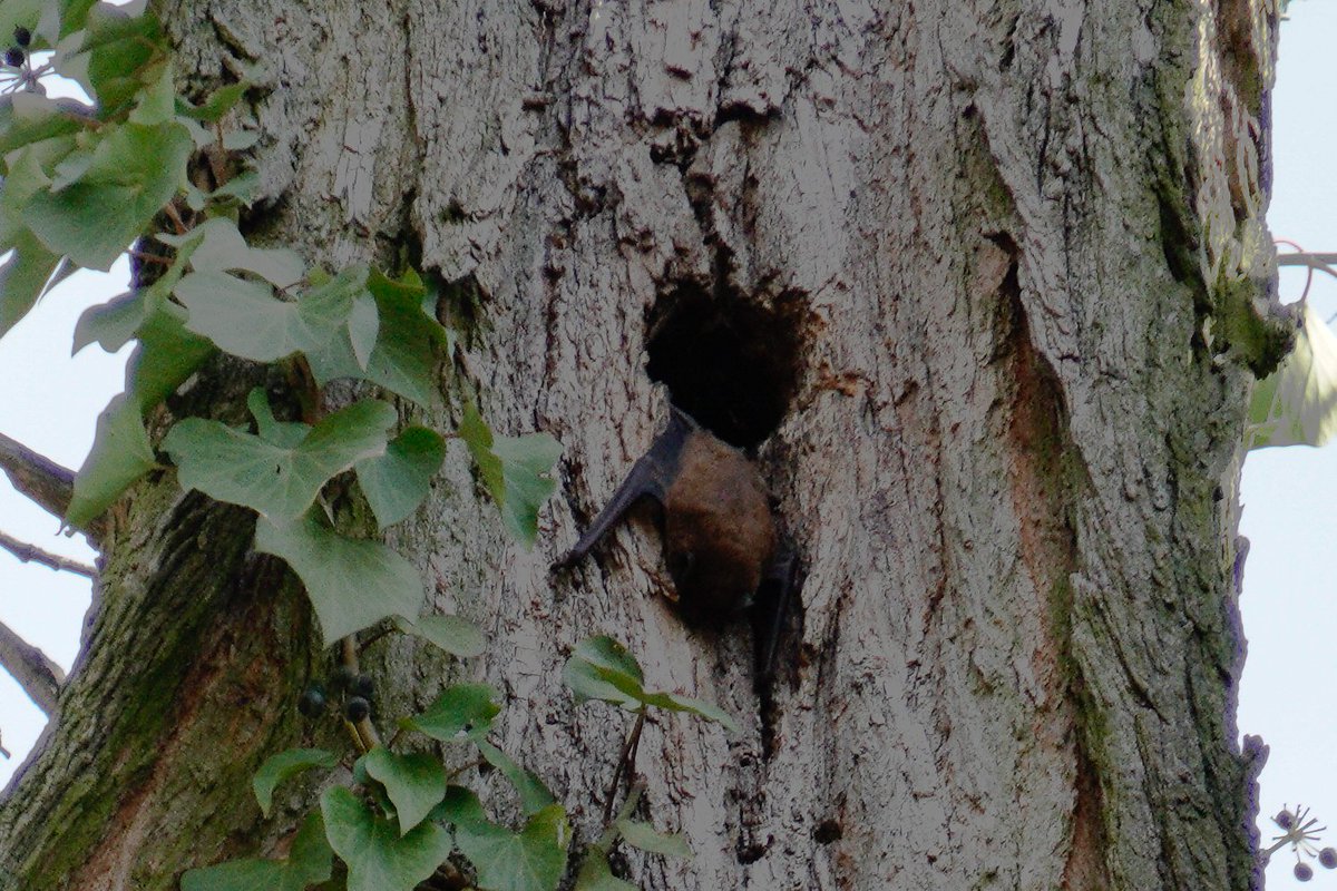 αѕʝα! ദ്ദി₍𝄐⩌𝄐₎ ꨄ tweet media