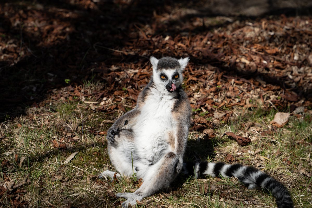 Küstenjunge tweet media