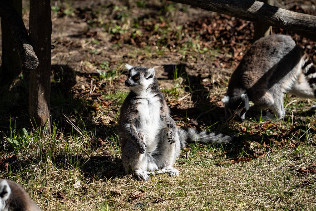 Küstenjunge tweet media