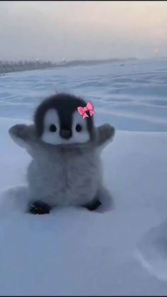 Anna Rosa tweet media