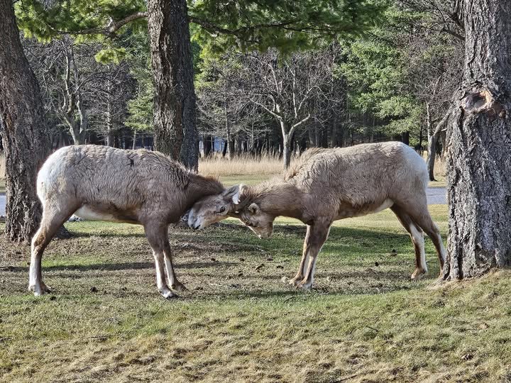 Roxy Boroughs tweet media