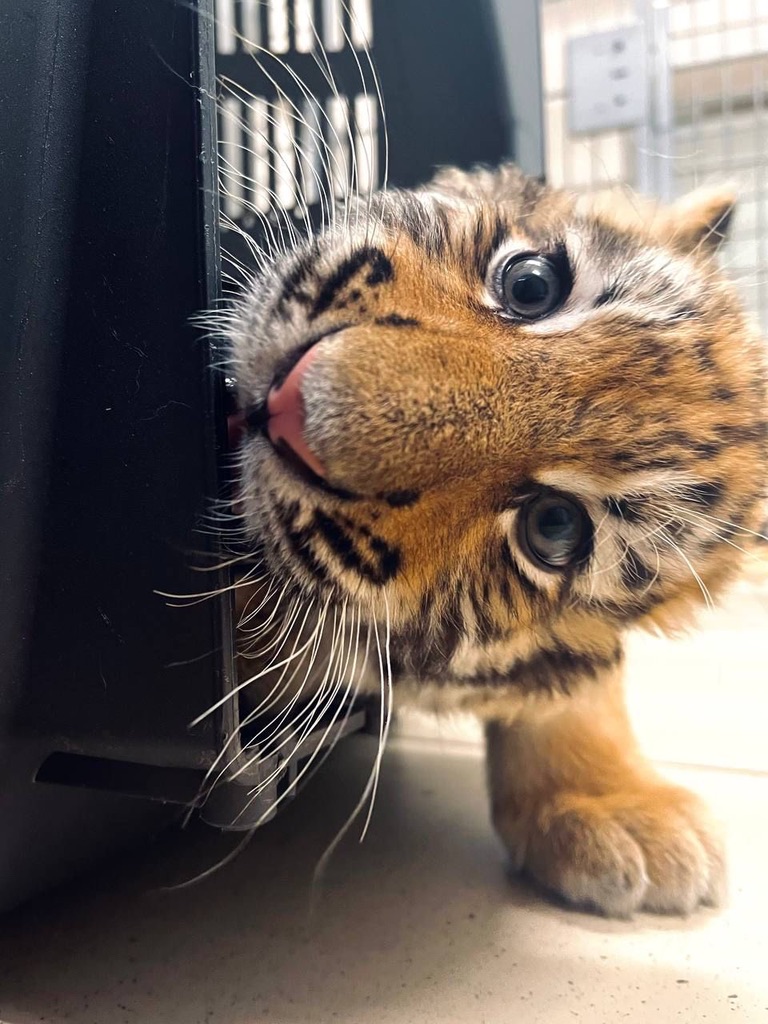 DJ burger 🍔🐯🎵 tweet media