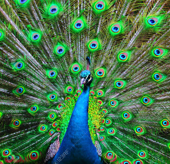 抹茶ください 🍵 tweet media