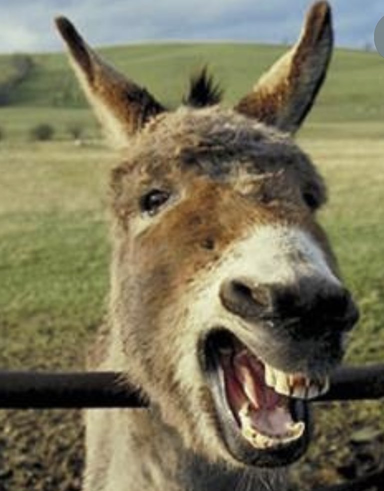 Dylan Saidi دیلان سەعیدی tweet media