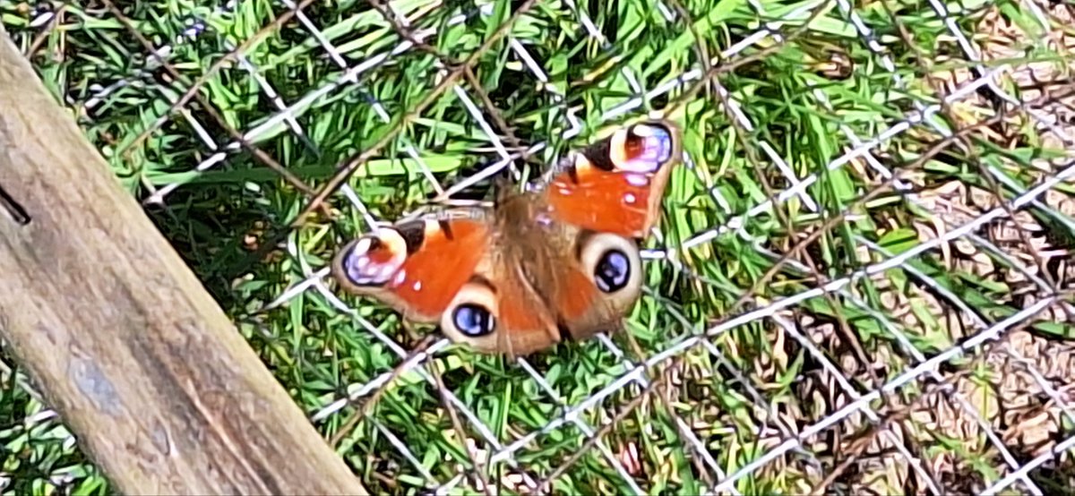 FisherPeter's tweet photo. A peacock butterfly on the wire protecting the grass seed (which isn't growing). Not sure I've seen one in #myGarden before. https://t.co/IYbZI0fpHZ