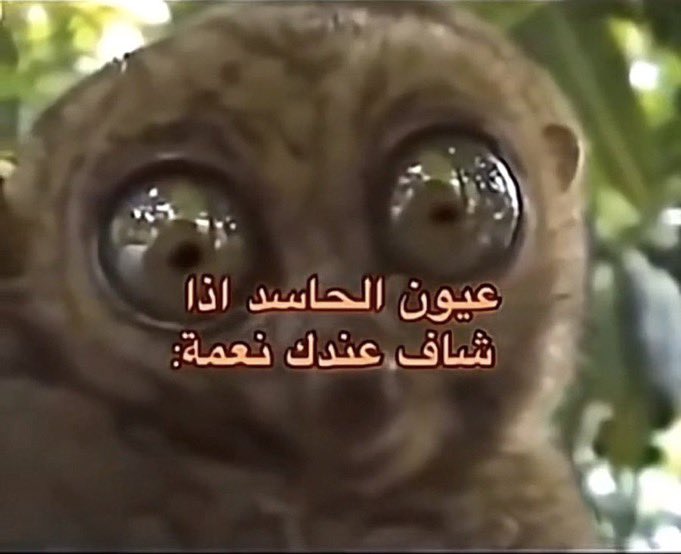 MASHO🇲🇫 tweet media