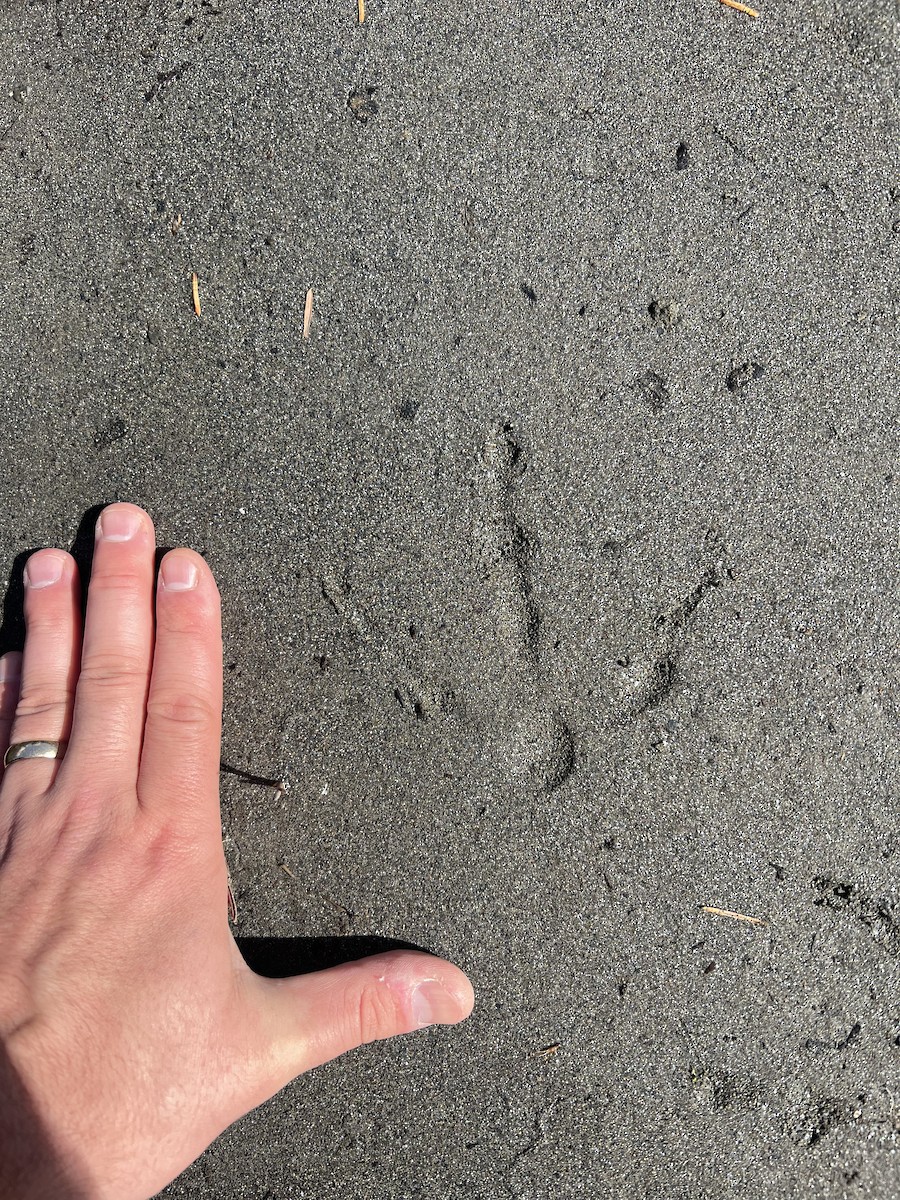 Rare Bird Alert tweet media