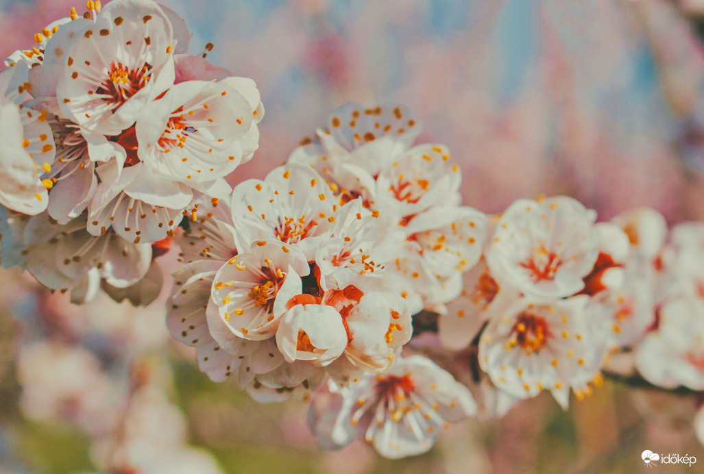 Időkép tweet media